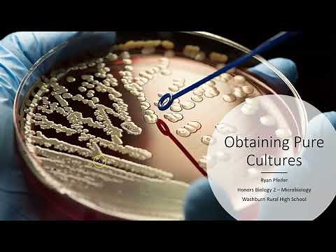 Obtaining Pure Cultures
