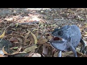 Angry Chameleon حرباء غاضبة