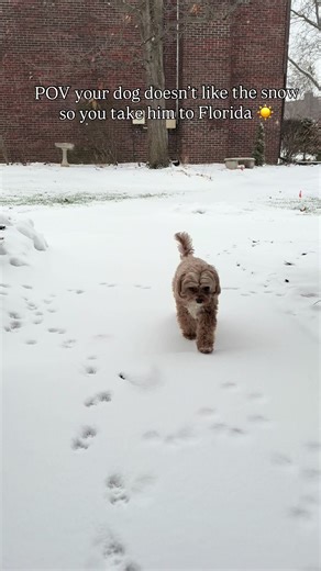 Meet Benji: The Adorable Cavapoo Who Loves to Play