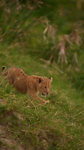 The Beauty of Lion Cubs There’s nothing quite as heart-melting on safari as the sight of playful lion cubs tumbling around under the watchful eye of their mother. With their oversized paws, fluffy coats, and curious eyes, these little kings and queens of the savannah steal the show every time. Fun Facts about Lion Cubs: Lion cubs are born with spots! These fade as they grow older. A lioness will often give birth to 2–4 cubs at a time. Cubs start to eat meat at around 3 months but will still nurs