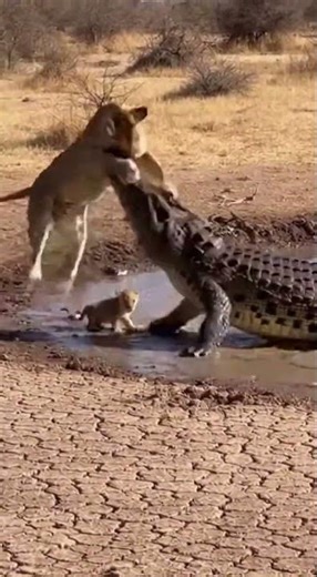 Lioness Fights Crocodile to Save Her Cub — Then a Hippo Does the Unexpected!🐅🐊#animals #shorts