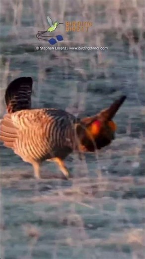 Pinnated Grouse (Greater Prairie-Chicken) putting on its incredible display.