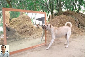 40K views · 999 reactions | Angry dogs vs mirror reaction - Amazing dogs fighting mirror - Funny mirror reactions on dog #prankvideo #pranks #prank #prankster #pranksgonewrong #prankwars #funnypranks #prankindonesia #pranksters #prankvideos | Cat Sport | Facebook