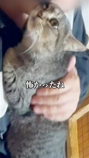 Another miracle [What happened to the stray cat Ume ①] #shorts