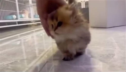 Adorable Kitty Videos: Cute Kitties Being Playful and Meowing