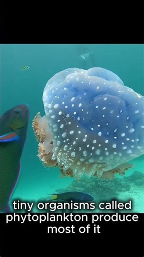 The World’s Smallest Oxygen Factory You Can’t See!