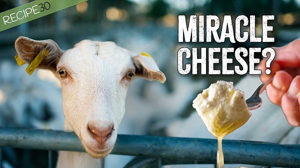 Discover the magic of goat cheese making