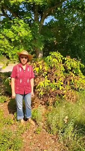1.2K views · 43 reactions | Are your red buckeyes (Aesculus pavia) looking rugged? Don’t be alarmed! Watch this video to get the scoop on this native shrub from our director of horticulture, Andrea DeLong Amaya. See transcript in comments. #LadyBirdWildflowers #StayWild | Lady Bird Johnson Wildflower Center | Facebook