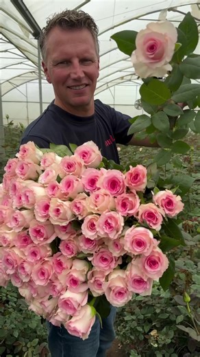 Discover the Beautiful Rose 'Mandala' by De Ruiter Innovations
