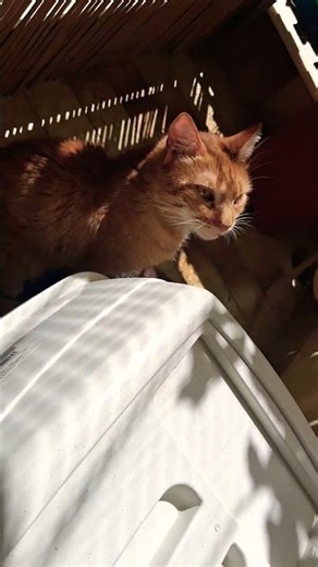 η γάτα της θείας μου. #cat