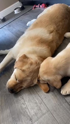 19 reactions | Adorable Moments with Our Yellow Labs  Hey lab...
