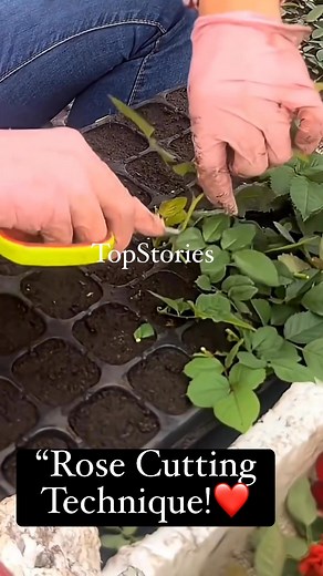 57K views · 288 reactions | Rose cutting technique, for rose...
