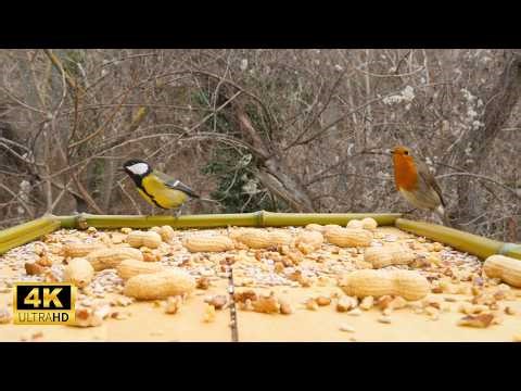 New Visitor at the Bird Feeder | Birds Discover Our Window Feeder (4K Nature Video)