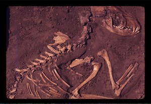 The Mysterious Disappearance of North America's First Dogs