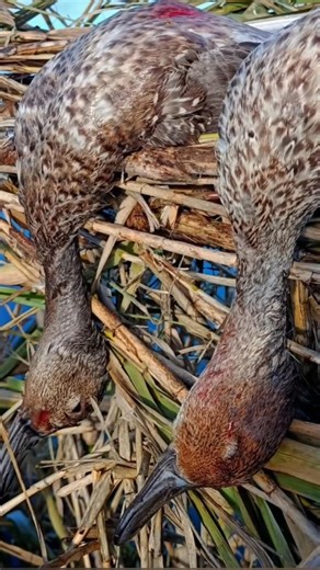 Double #pintail #duckhunting #shorts ... ψαλίδια!!!