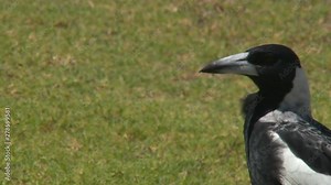 An Australian magpie strutting across a lawn