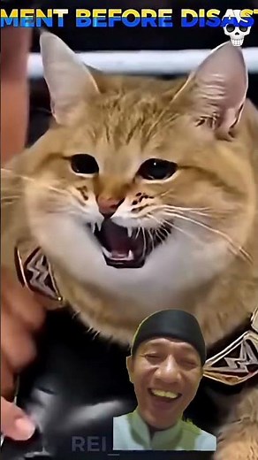 Epic Cat vs Human WCW Ring Battle – The Cat Wins! 🐱🥊#shortsvideo