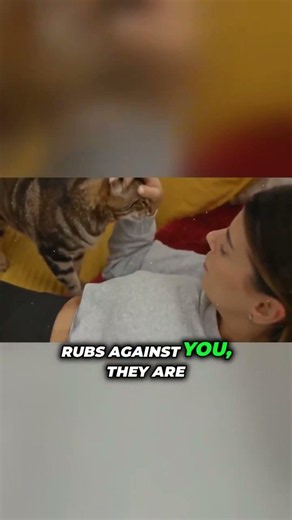 Why Your Cat Runs Away When You Try to Pet Them 😿