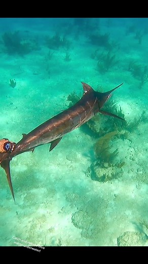Catch and Release Blue Marlin Underwater Fishing Experience