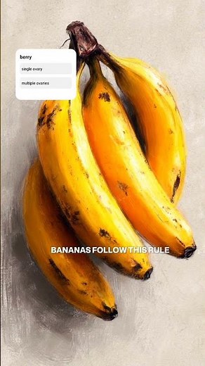 bananas are berries 🍌🍒