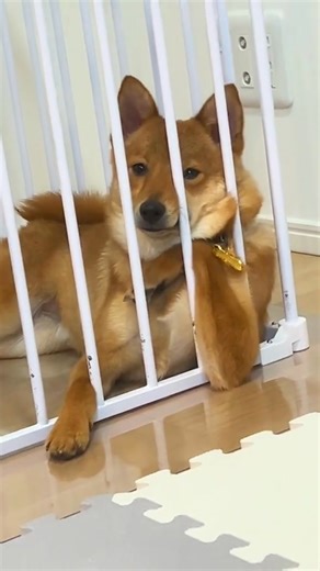 The dog's strange posture🤣🤣#dog #funny #funnyanimals #funnypets #animals #doglife | Dogs care