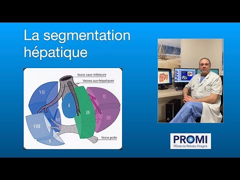 La segmentation hépatique