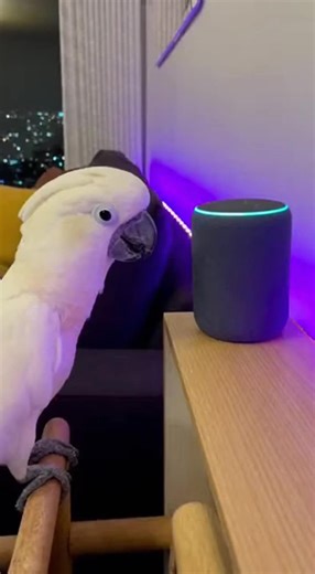 Alexa got confused by a cockatoo part 1: Man ask Alexa play music, then a cockatoo copies him perfectly second later. pure timing, pure comedy, impossible not to replay. #talkingcockatoo #viralshorts #funnypets #comedygold #Alexafail