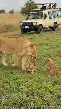 A Mother Lioness Protecting Her Precious Cubs