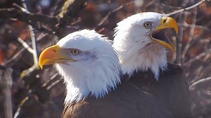 When will the Decorah North, Trempealeau, and Fort St. Vrain eagles begin laying eggs? Mark your calendars as follows! - In the nests we watch in Iowa and Colorado, eagles begin laying eggs 5-10 days after productive copulation begins. In 2024, DNF laid her first egg on February 15, Mrs. T laid her first egg on February 25, and Ma FSV laid her first egg on February 29. Mrs. T could float a little earlier this year given that Mr. T appears to have been new last year. We’ll see what happens! But m