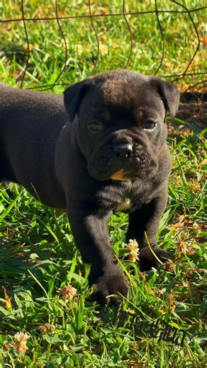 Explorin’ in the Mornin’ ☀️All blacked out Olde English Bulldogge 🖤 🦬🦾🏆#oldeenglishbulldogge