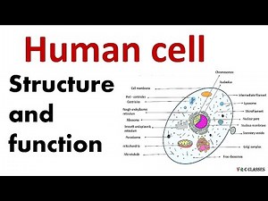 human cell#cell anatomy#human cell structure and function#cell structure and function, cell body