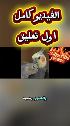 اسعار الكوكتيل بالسوق #birds #طيور #عصافير