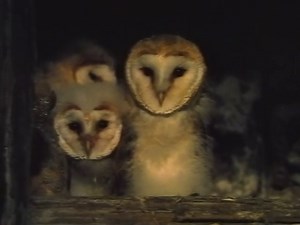 Barn Owl: Bird of Darkness (1991) x264 VHS