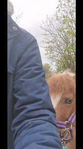 26K views · 785 reactions | More training with my trixie pony | No Verbal Filter | Facebook