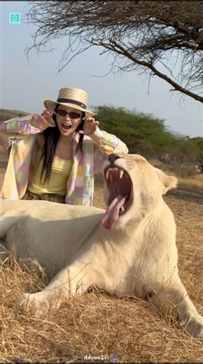 Why a Lion Doesn’t Attack Its Owner | Shocking Truth #facts #funny #shorts