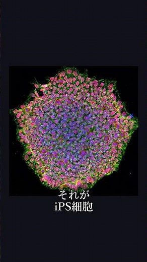 たった4つの遺伝子で、細胞が万能に戻る【iPS細胞】