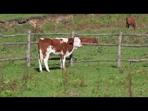 What does a cow sound like? | Real cow mooing sound