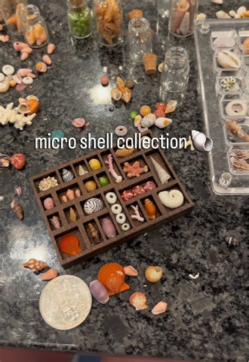 Celebrating the Beauty of Tiny Seashells