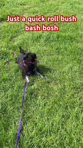 CUTE PUPPY Commando Roll 🐶#shorts