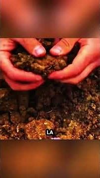 🏕️🌲 The Ingenious Shelter: Surviving Wolves and the Night #shorts