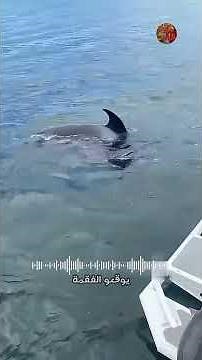 A Little Seal Outsmarts Orcas! 😳🐋🐟