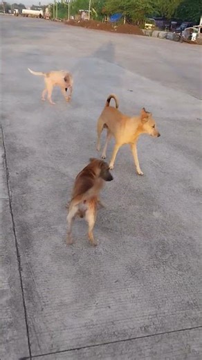 Playing dogs #asmr #animal #lover #satisfying #animals