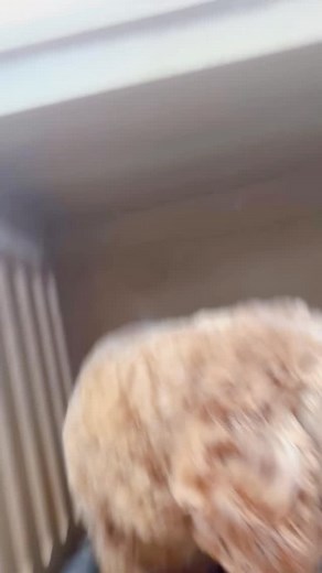 LOCAL Dog Grooming on Reels