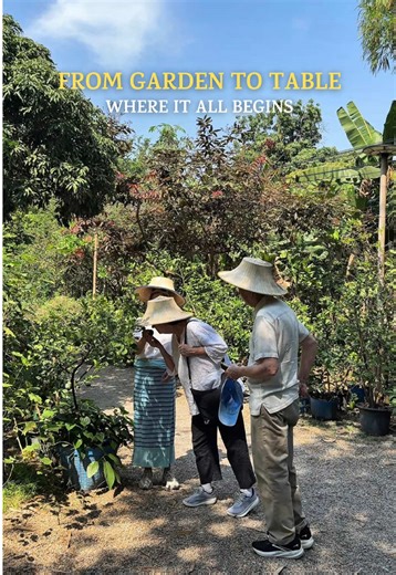 From garden to table 🪴🪏🍽️ จากสวน…สู่จานอาหาร ภูมิใจการ์เด้นเราจะพาคุณไปรู้จักกับผัก ผลไม้ และสมุนไพรพื้นบ้านที่ปลูกอยู่ในสวนของเรา ก่อนที่วัตถุดิบบางส่วนจะกลายเป็นอาหารไทยจานอร่อยบนโต๊ะ เรียกได้ว่าเป็นอีกหนึ่งประสบการณ์เล็ก ๆ ที่จะทำให้ทุกคนเรียนรู้และสนุกไปพร้อมกัน ถ้าใครสนใจอยากมาร่วม Garden Tour กับเรา สามารถทักมาสอบถามได้เลยนะคะ 🤗 From garden to table 🪴🪏🍽️ Poomjai Garden, we’ll take you on a walk through our garden to discover the local fruits, vegetables and Thai herbs. Before these 