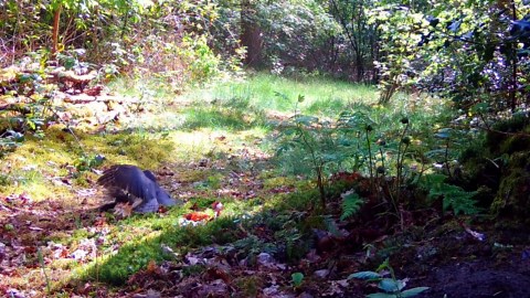 Hidden camera captures the sparrowhawk’s hunting moment