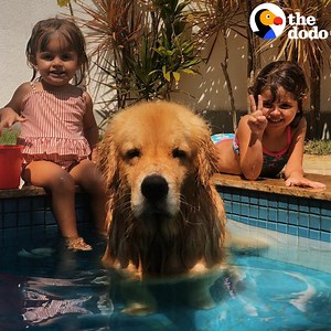 Golden retriever puppy grows up with his baby sister... then becomes a big brother again 😍 | The Dodo