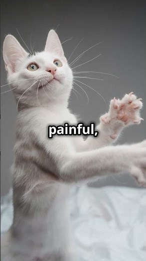 Common Paw Problems in Cats 🐾 #shorts