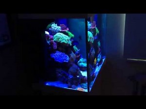 Juwel Lido 200 Saltwater Reef setup Update 2 (HD)