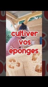 Conoce la luffa: la calabaza con la que nunca te faltarán esponjas