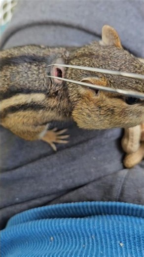 Chipmunk with BOTFLY update